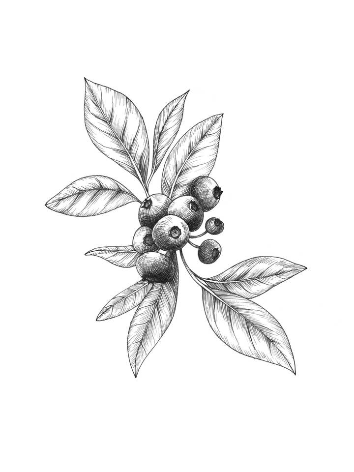 Ink Blueberry, Botanical Illustration Of Blueberries Office And Living Room Decor for wholesale by Kyla Rae Design