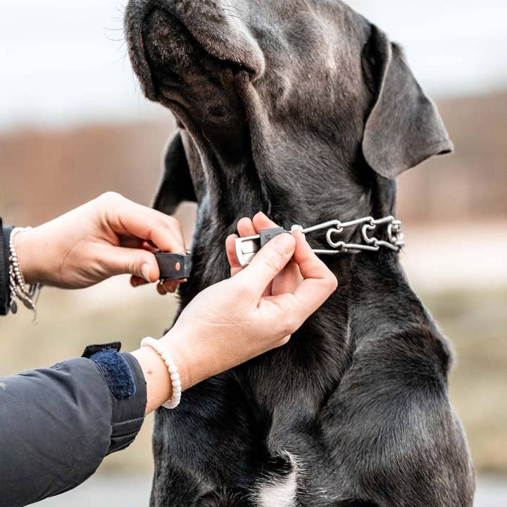 Dogline - Wholesale Pet Collar - Dog - Herm Sprenger - ClicLock Quick Release Buckle - Stainless Steel