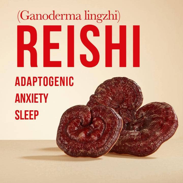 Vesper Mushrooms - Wholesale Tincture - Gray Matter 5 Mushroom Blend - Spagyric  (4oz./120ML)7