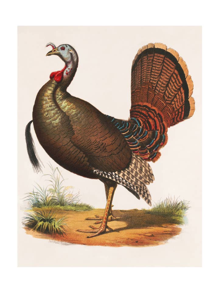 Glou Glou pour la vente par Sweet Tree Cards