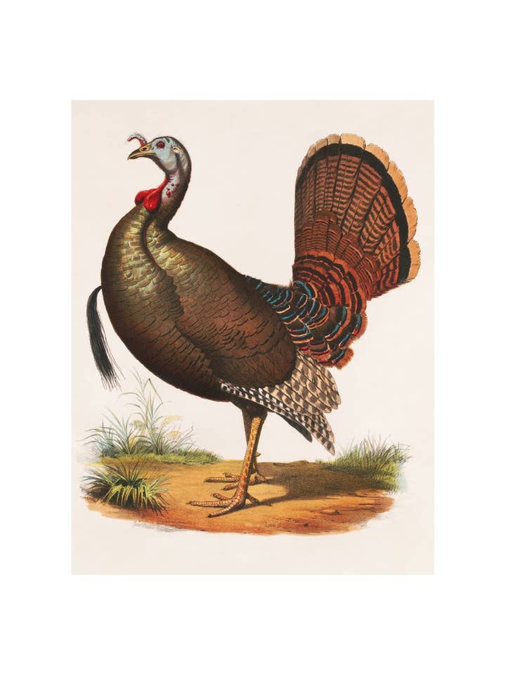 Gobble Gobble for wholesale by Sweet Tree Cards