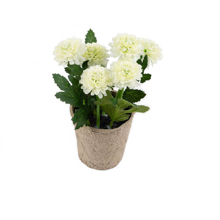 Closer2Nature – wholesale Artificial flowers – Artificial 18cm White Chrysanthemum Plant with Gift Box15