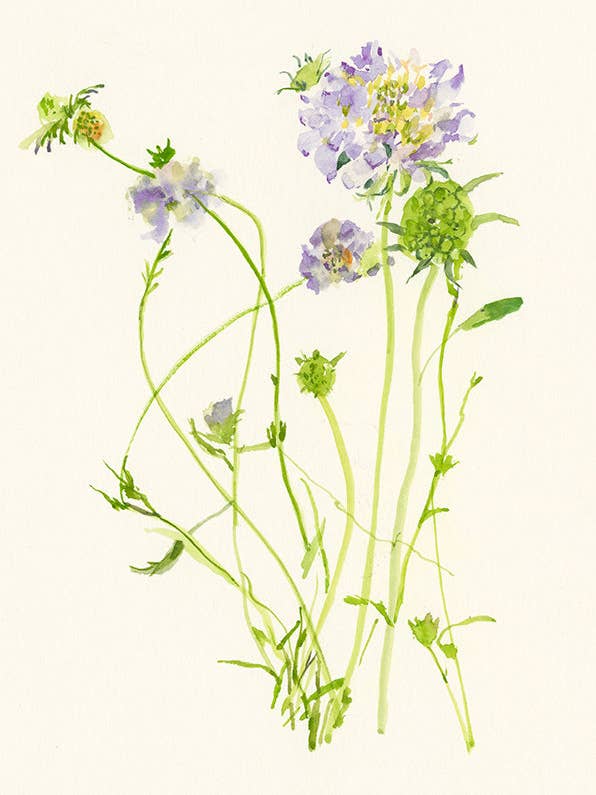 Geschenkanhänger - Skabiose - GT - 0154 für den Großhandel von Ping He Art