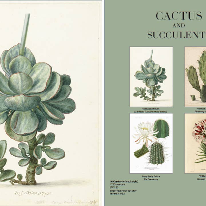 Sukkulenten und Kakteen Notecard - Boxed Set für den Großhandel von The Retrospect Group Collection