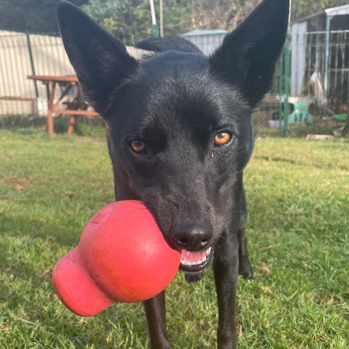 Pink Sugar Skull for wholesale on Faire4