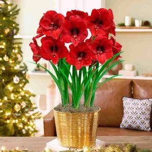 UniqueMartandHome - Wholesale Plant Seeds - Perennial bulbs and Flower Bulbs and Seeds5
