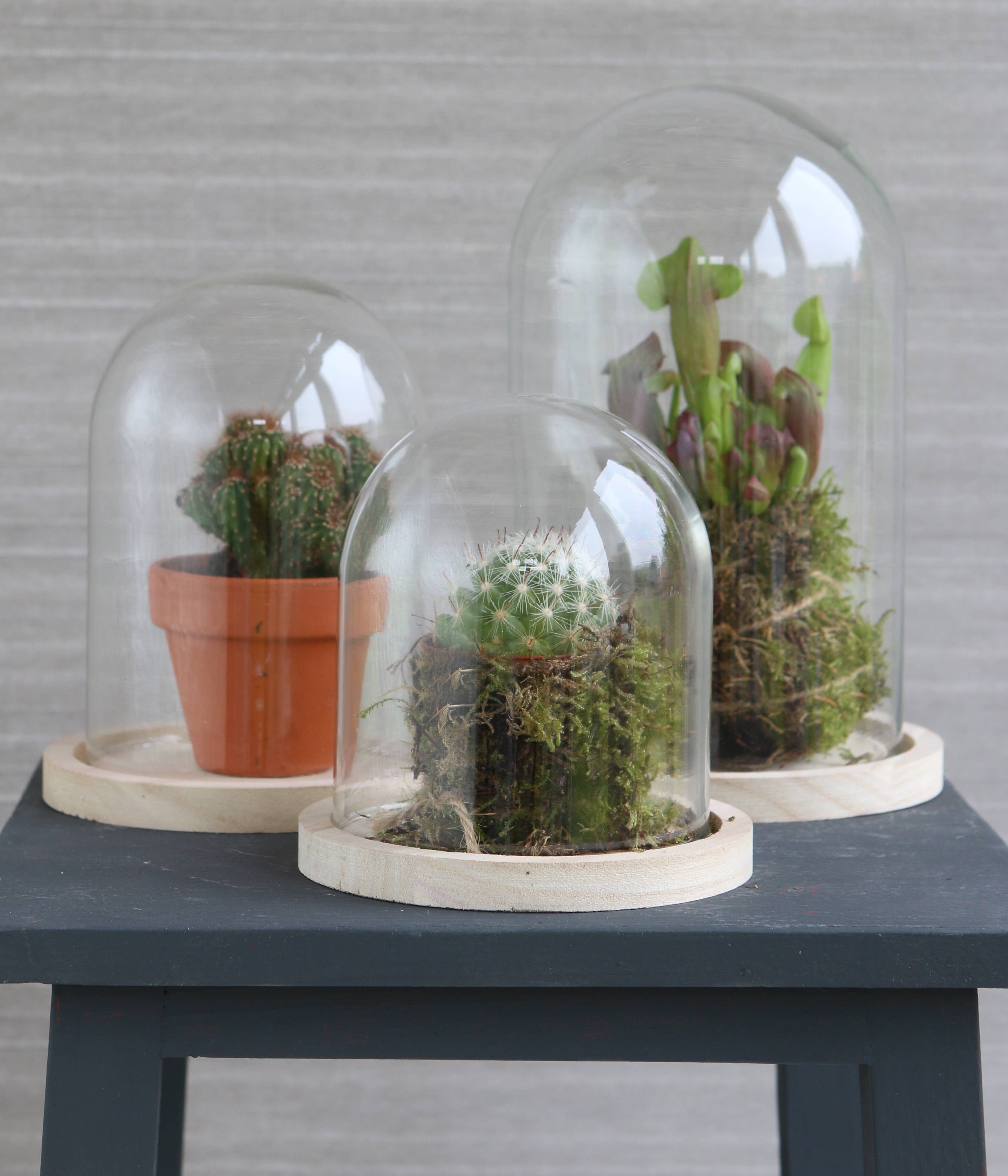 Graine Créative – Engroshandel Håndværk forsyninger – GLAS DÆK+TRÆ BASE Ø12 H16CM1