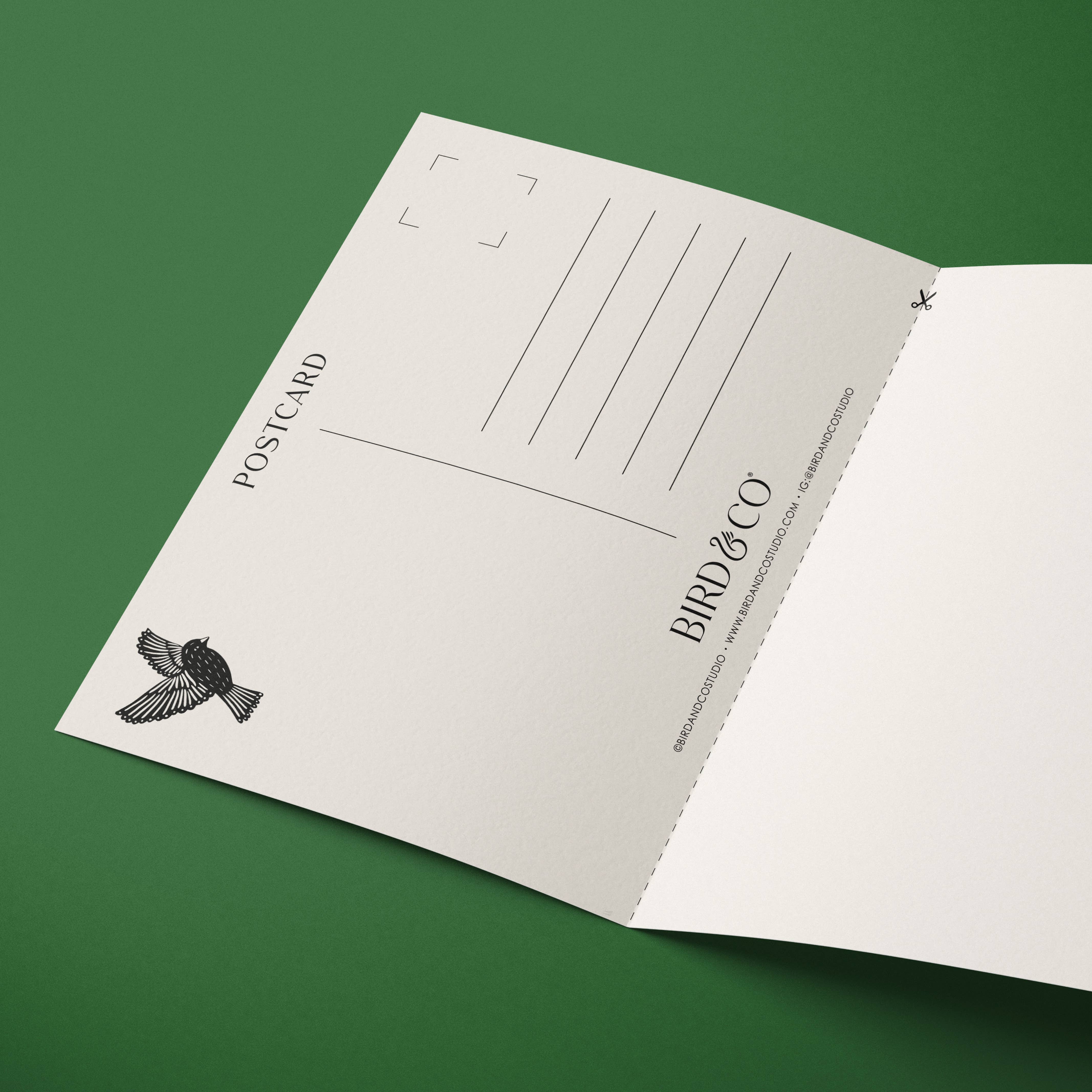 Bird & Co Studio – wholesale Everyday greeting card – Cornflower | Modern-Retro Floral Reusable Greeting Card4