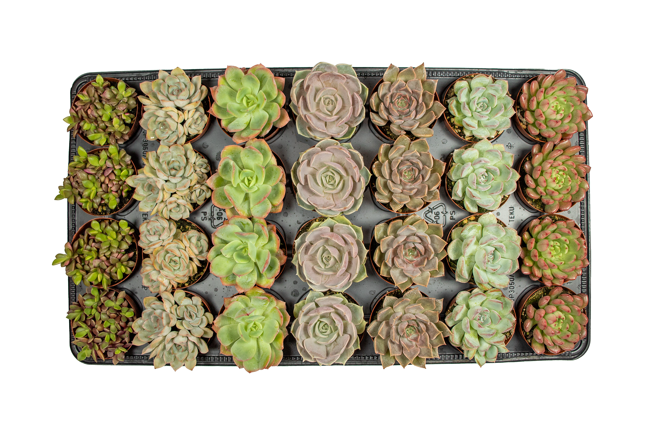 Dutch Touch Growers - Wholesale Succulent - 28 - Assorted Live Succulent 2.5" Plants1