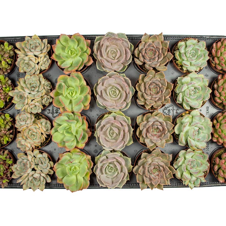 Dutch Touch Growers - Wholesale Succulent - 28 - Assorted Live Succulent 2.5" Plants1