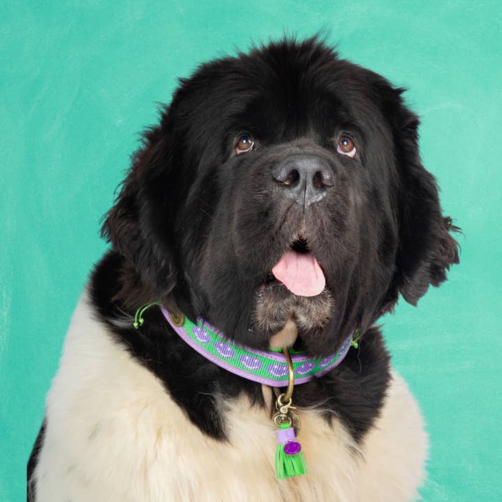 Collier pour chien Smiley XXL (Tour de cou 55-65 cm / 4 cm) pour la vente par Dog with a Mission