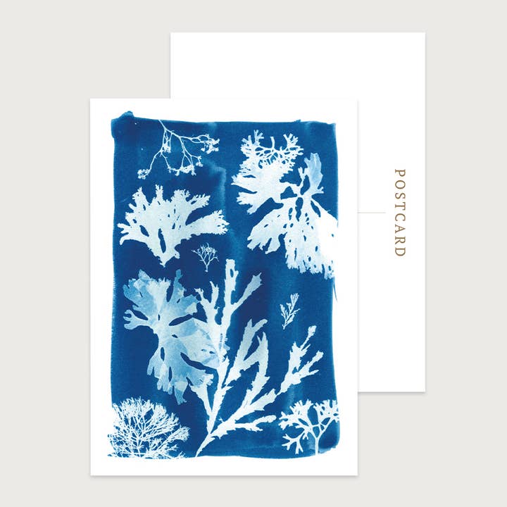 Blue Seaweed Cyanotype Postcard | Birthdays, Thank You Note for wholesale by Paper Birch