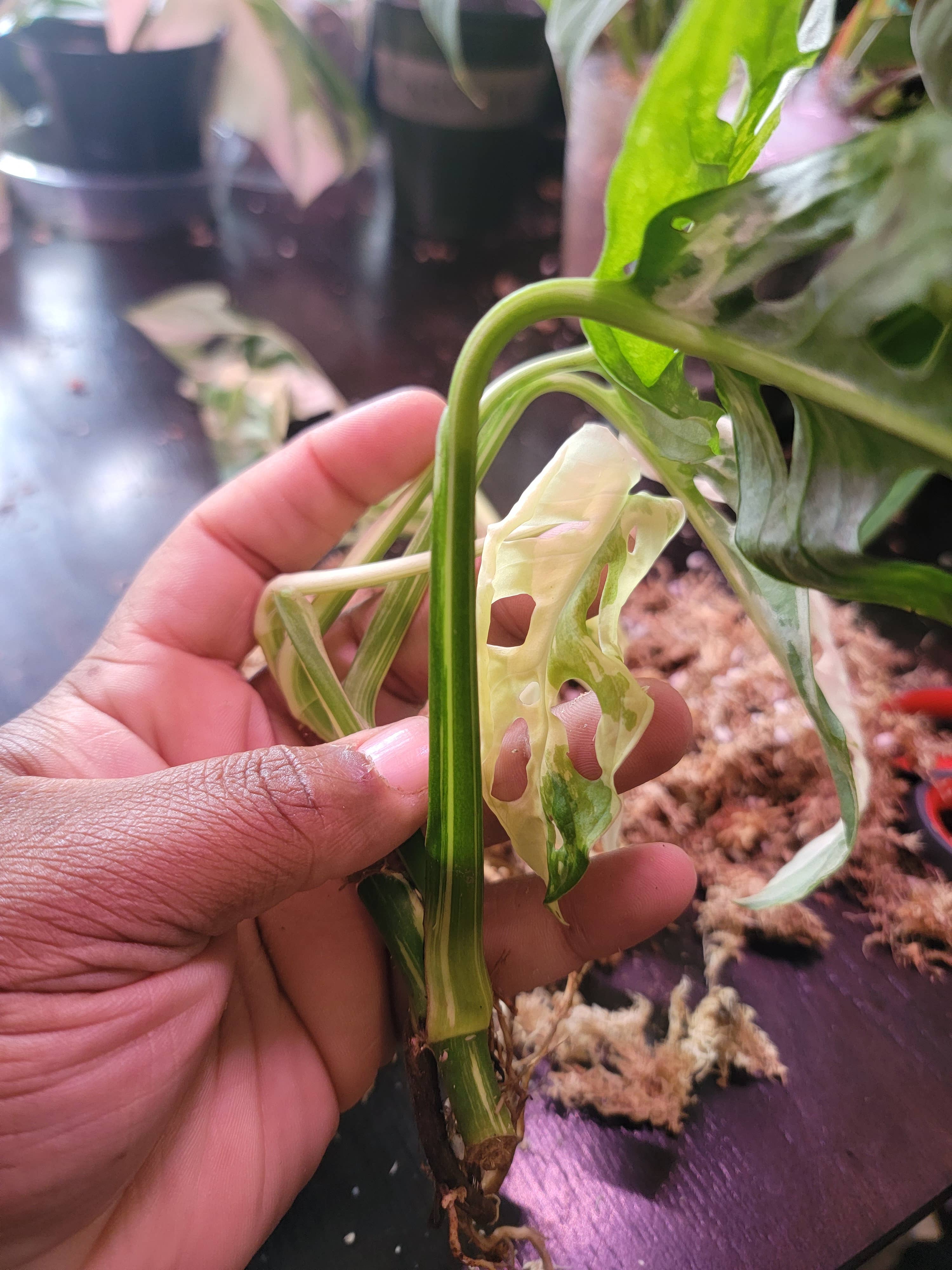 Mosley's Tropical Plants – wholesale Live plant – Monstera Adansonii Japanese Tricolor 3+ leaf rooted plant2