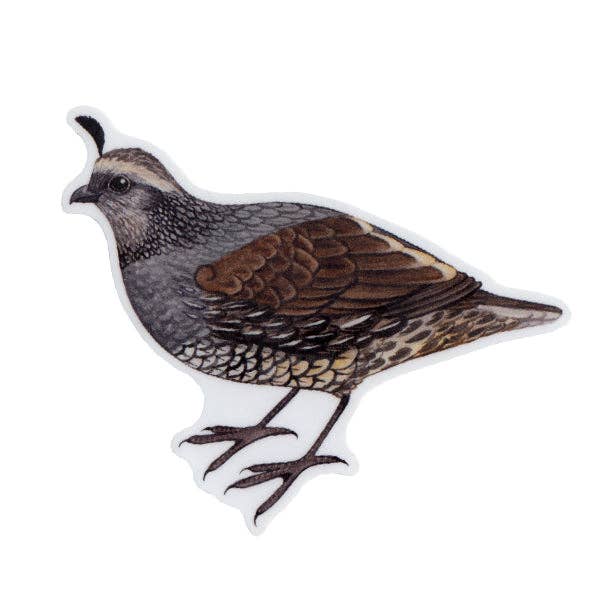 California Quail (Female) Vinyl Bird Sticker for wholesale by Kate Dolamore Art