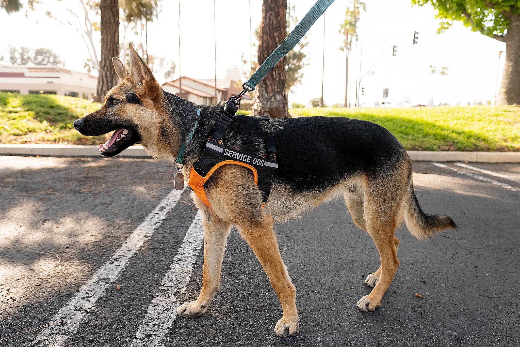 Sleepypod - Vente Harnais – chien - Harnais de voiture Clickit Terrain Plus12