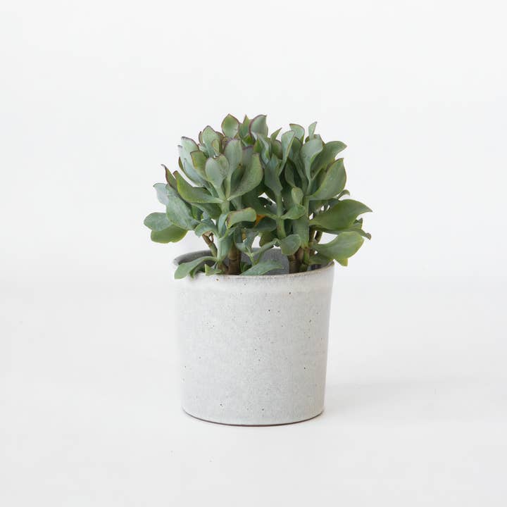 Oasis of Life - Wholesale Live Plant - Jade Plant – Crassula arborescens Curly – Height 15–25cm – Ø12cm – Succulent with Wavy Leaves – Easy-Care Houseplant for Home & Office – Decorative Crassula1