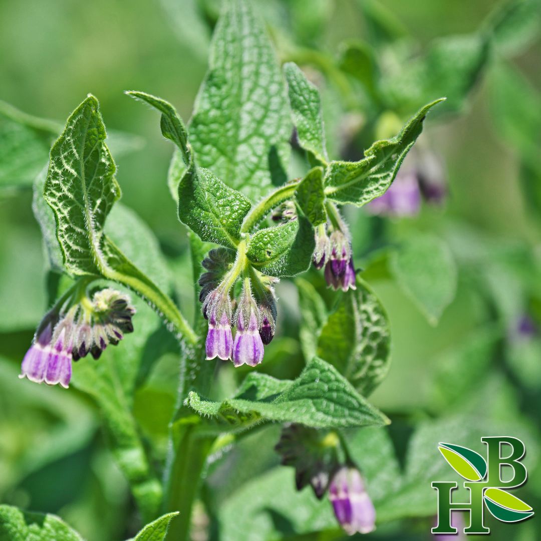 Herb To Body - Wholesale Herbs - Comfrey Leaf Powder1