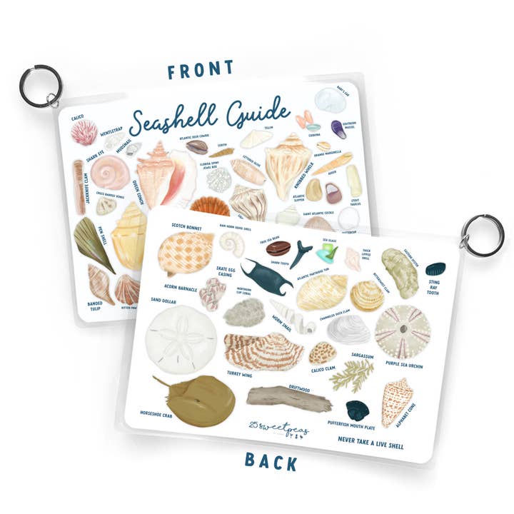 25 Sweetpeas - Wholesale Reference - Seashell Guide, Waterproof Shell Reference, Beach Bag, ID3