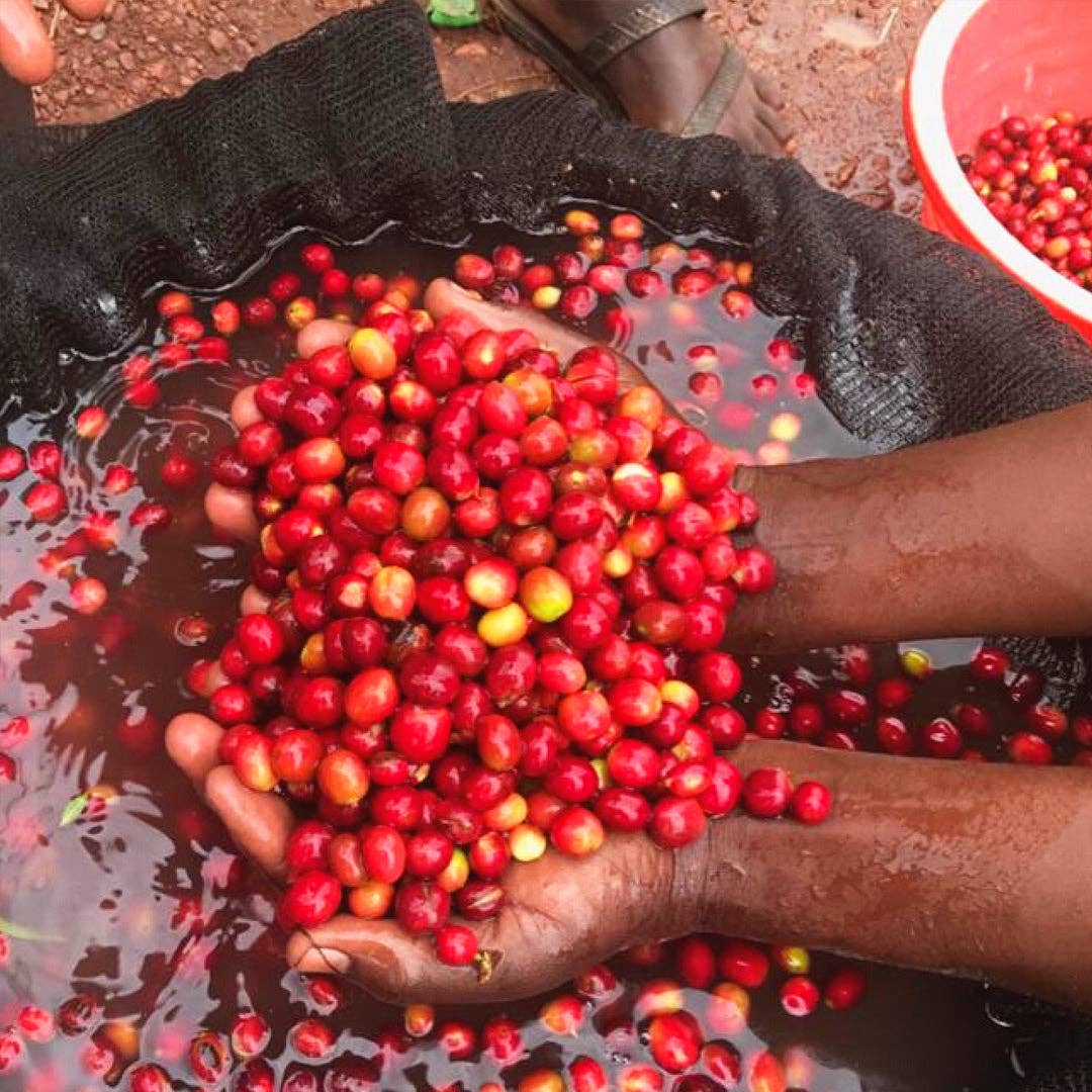 Le Petit Jus - Venta al por mayor Café en grano - KCRS Coop.3
