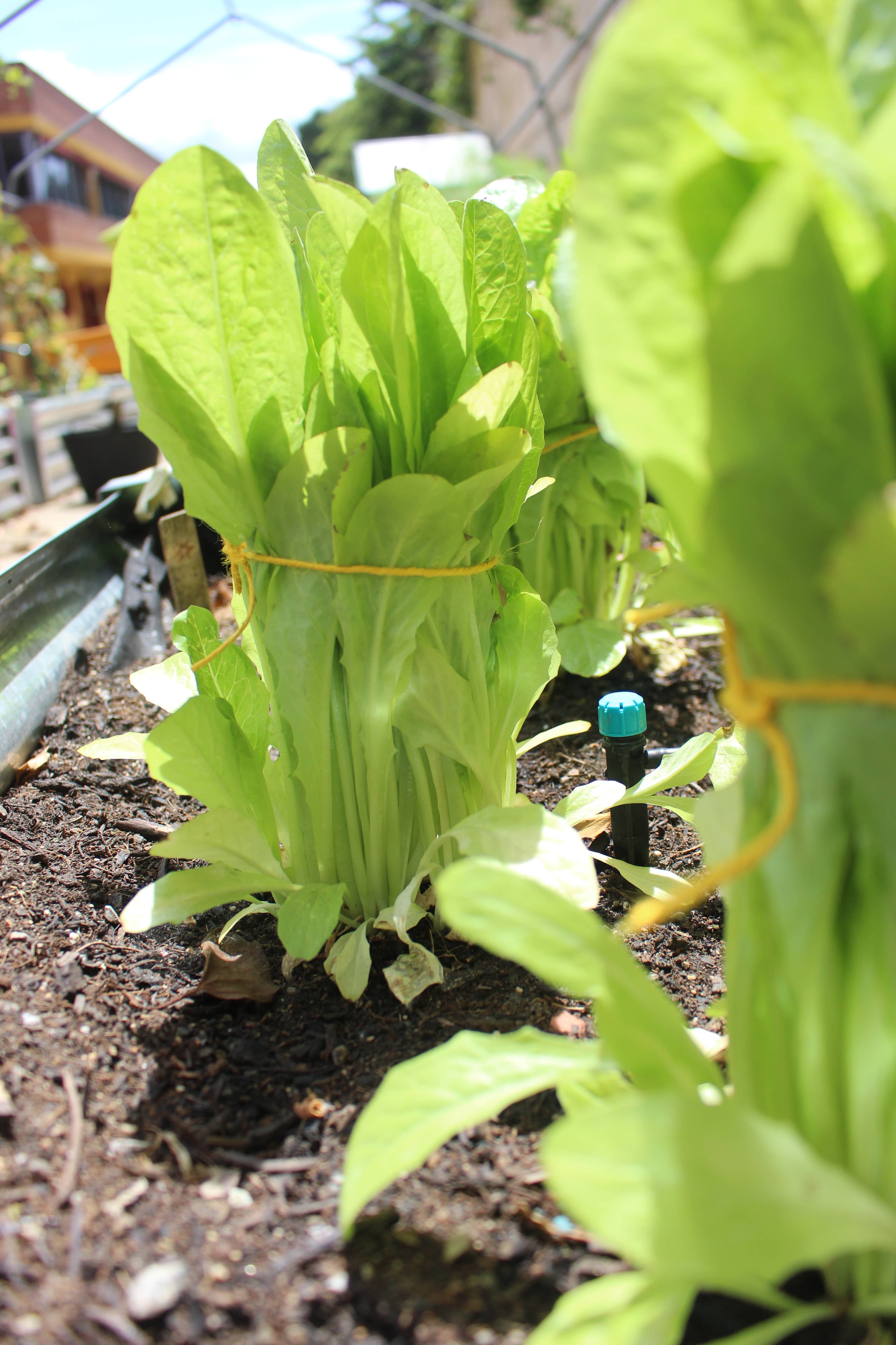 JARDIN Y NATURA OUTDOOR & GARDEN PRODUCTS SL – Engroshandel Haveværktøj – Gul jute reb 50 meter - YUTIE GUL4