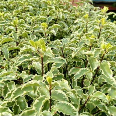 Florasource - Wholesale Fresh Cut Flowers - Crinkle Pitt / Mini Variegated Italian Pitt 5 / 10 bunches1