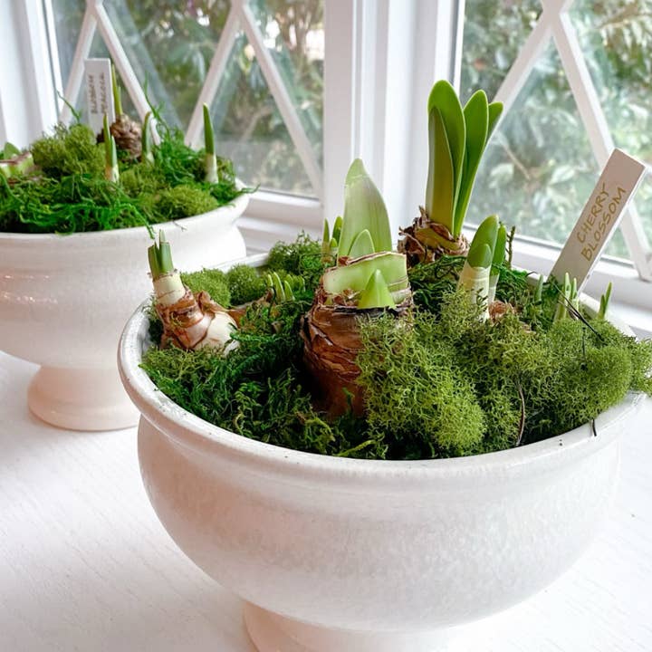 Laura Hooper Design House - Wholesale Plant Pot - Paperwhite Compote Potted Garden0