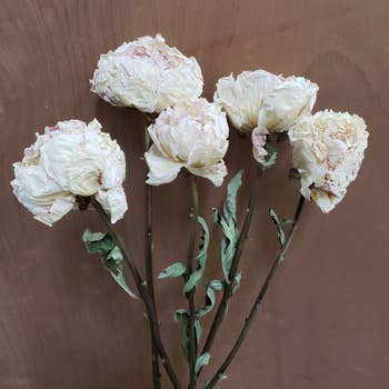 Preserved Baby's Breath Flowers, 50stems (Bulk Bundle), Off-White, Cream  Dried Florals by BLOOMINGFUL FLOWERS