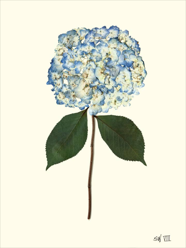 Hortensia Bleu Victorien Pressé VIII - Impression d'Art Botanique Encadrée pour la vente par Homegrown Art Co