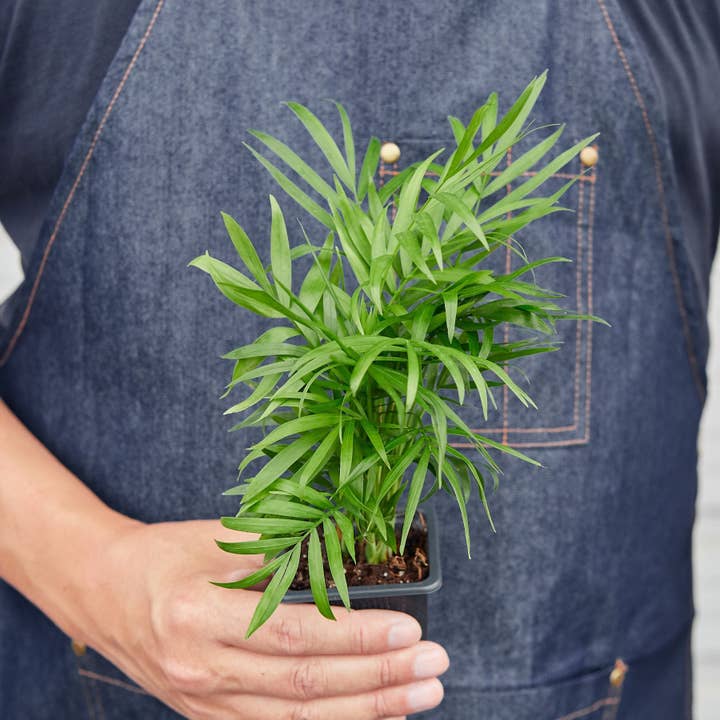 House Plant Wholesale WEST - Wholesale Live Plant - Parlor Palm3