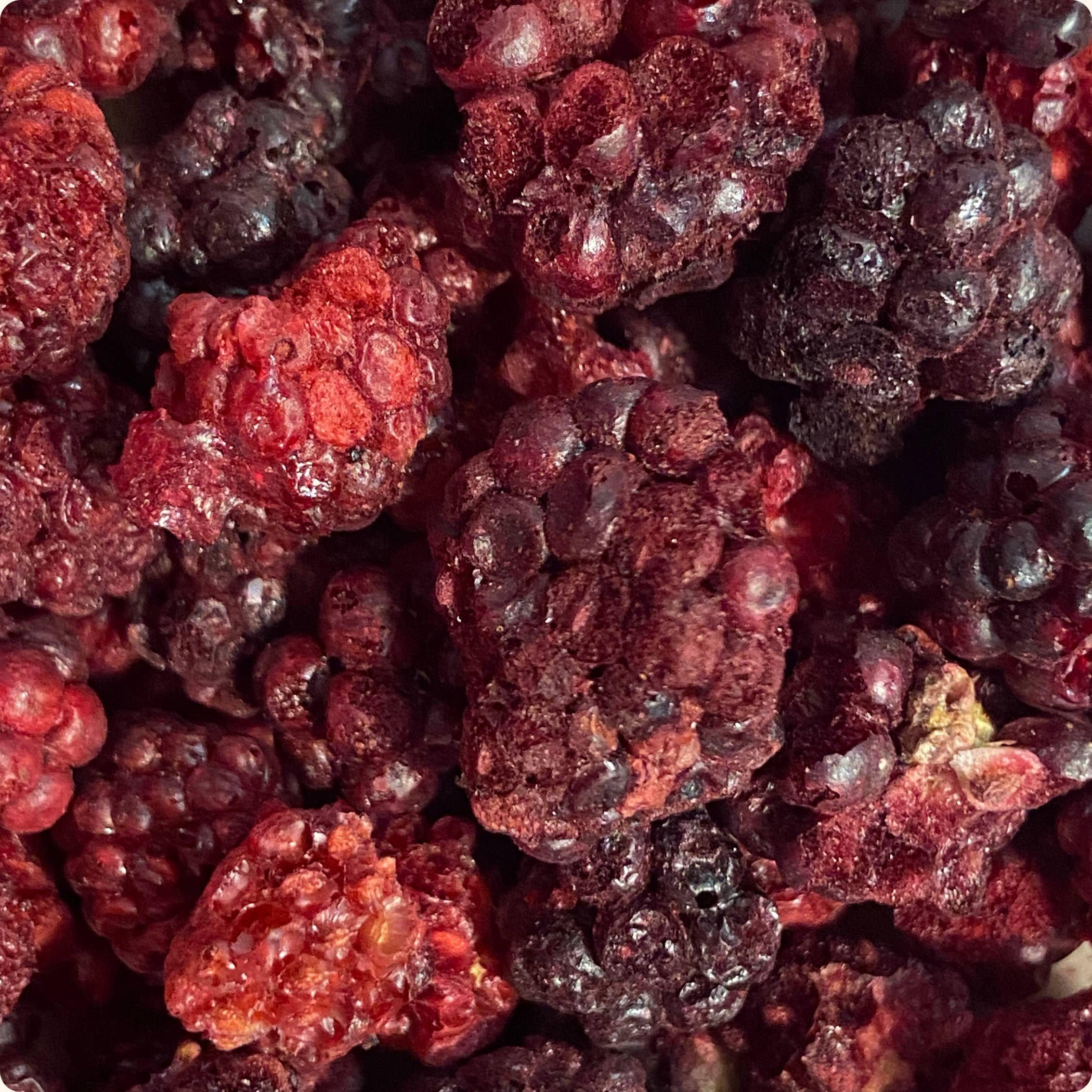 Organica – Engroshandel Tørret/dehydreret frugt – Økologiske frysetørrede brombær 100 % ren frugt | Organica1