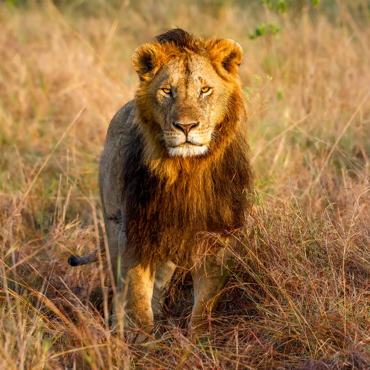 Photo 8x10 Africa Zoo Animals Original Photography USA Made for wholesale by Scene Happy