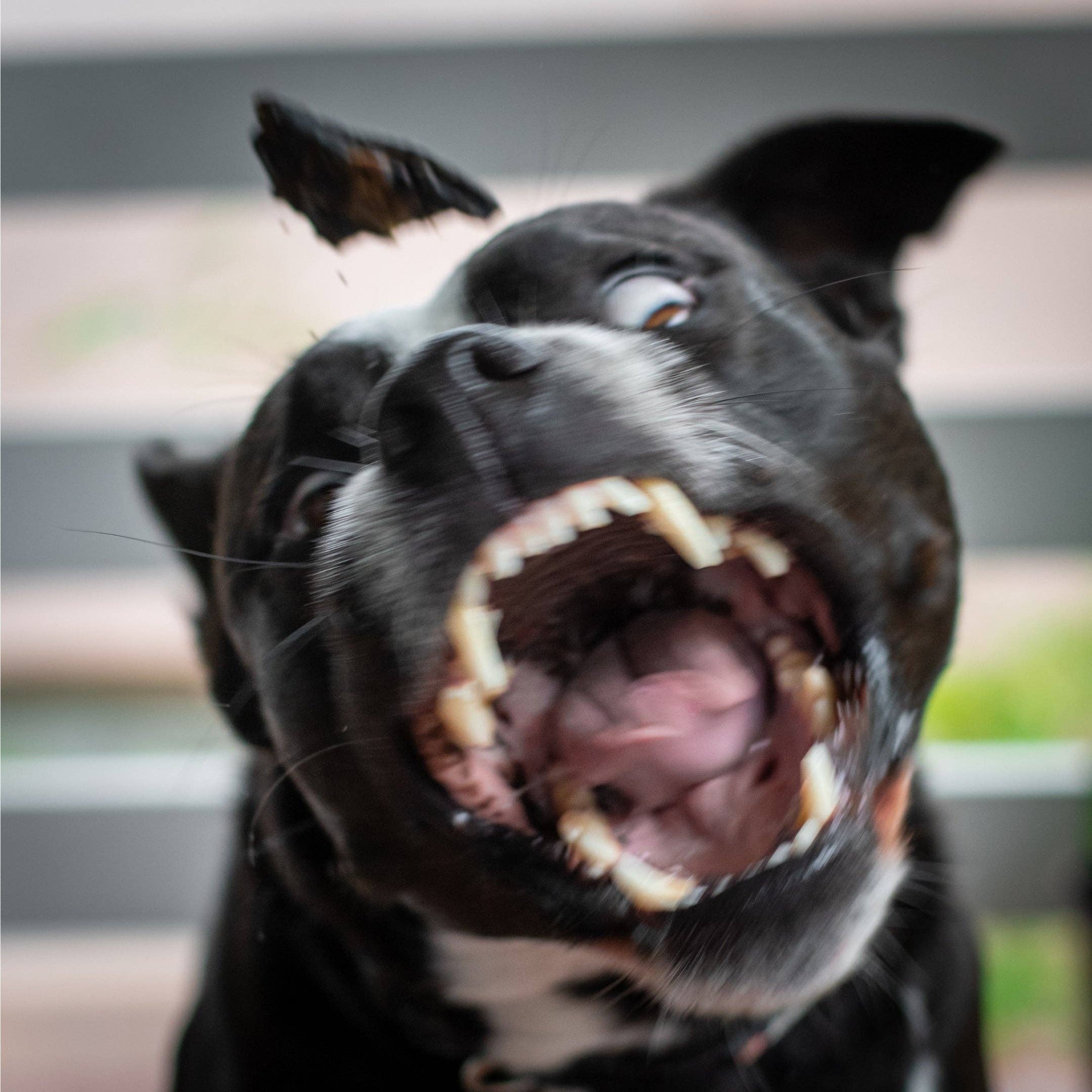 Rover Pet Products – wholesale Godis - Hund – Lammstek - Lammlever4