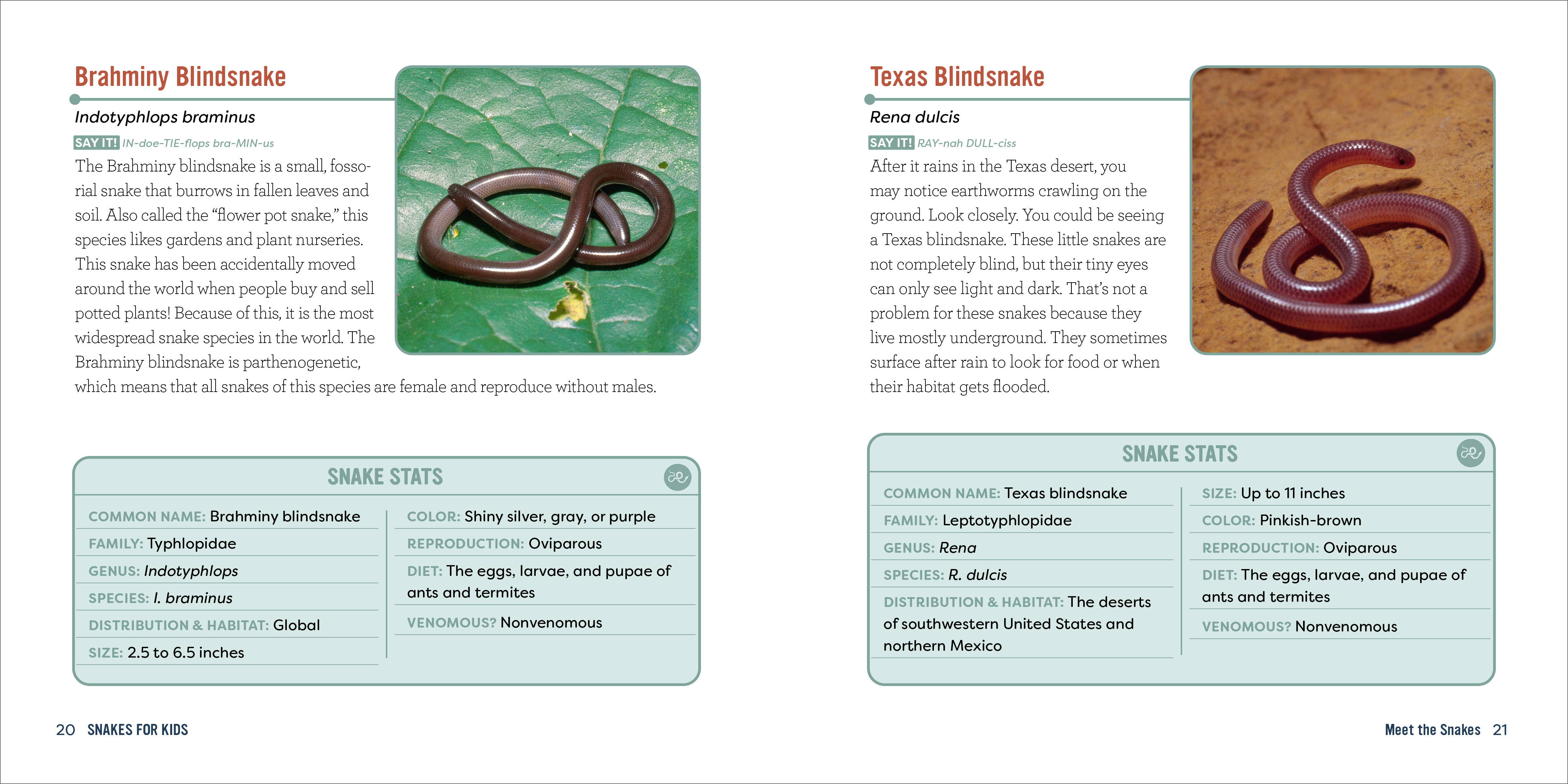 Sourcebooks - Wholesale Nature & Outdoors - Snakes for Kids2
