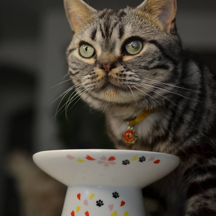 MOON-X USA, INC. – Großhandel Futternapf – Katze/Hund – Extrabreiter, erhabener Katzenfutternapf (Sakura Limited Edition)5