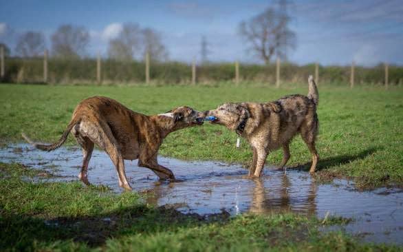 Twiggy Tags – wholesale Pet fetch ball – Dog – ZigZoom™ Interactive Safe Fetch Recycled Rubber Dog Toy5