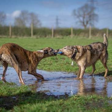 Twiggy Tags – wholesale Pet fetch ball – Dog – ZigZoom™ Interactive Safe Fetch Recycled Rubber Dog Toy5