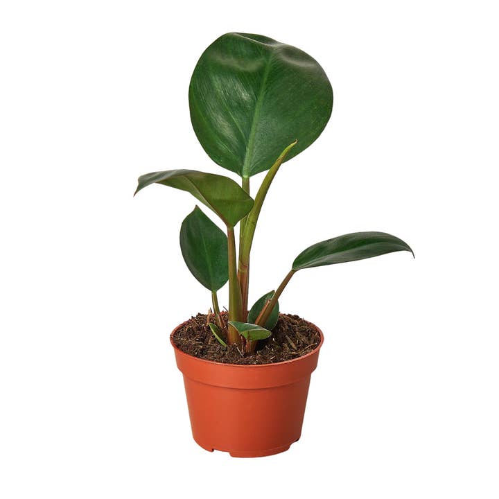 House Plant Wholesale - Wholesale Live Plant - Philodendron 'Congo Rojo' - 4" Pot