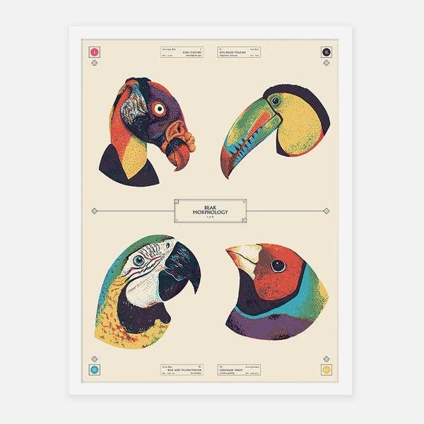 SORRY - Wholesale Kunstprint - Bigs - Vogelsnavels nr. 10