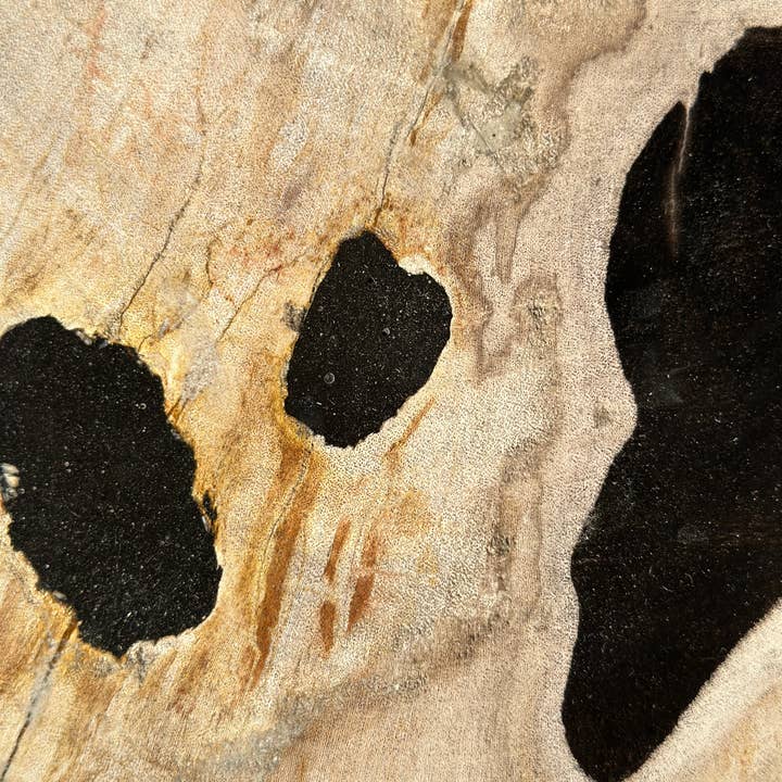 Office Objets - Wholesale Bijzettafel - Bijzettafel van versteend hout wit met zwarte vlekken H:27,5 D:18