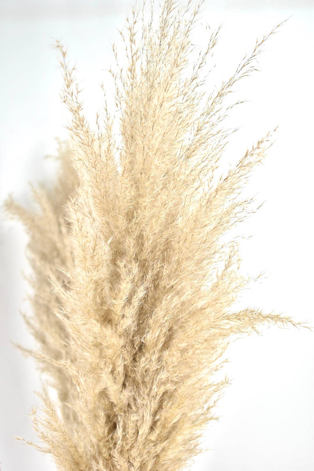 Dutch Flower Studio - Wholesale Dried/Pressed Flowers - XL Fluffy Pampas plumes - Cortaderia - Natural - 100cm2