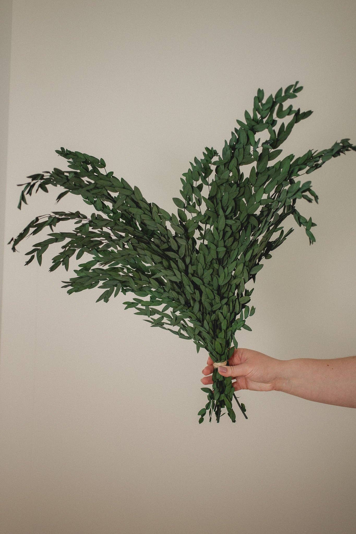 Eucalypt Co. - Wholesale Dried/pressed flowers - Preserved Short Willow Eucalyptus (Parvifolia)