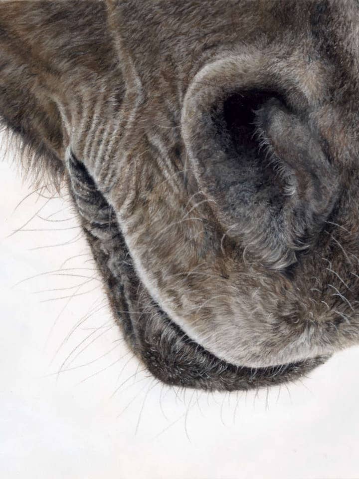Horse Nose Fine Art Print for wholesale by Crystal Clarke Animal Art