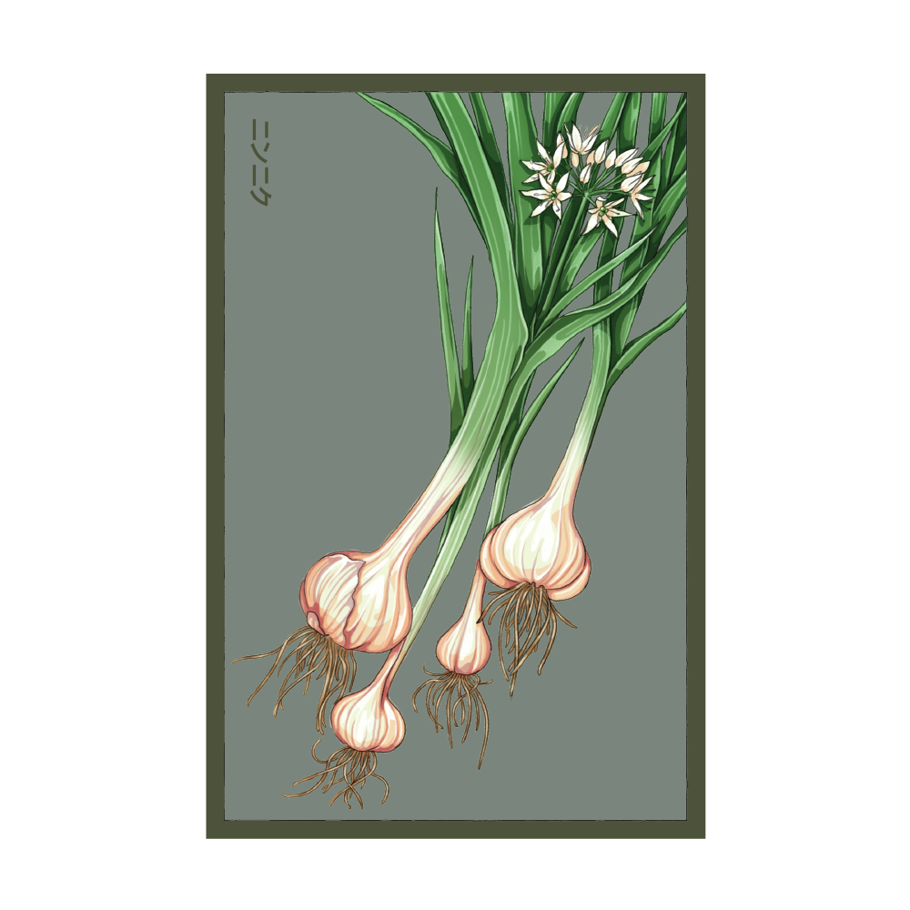 Chive Canada - Wholesale Plant Seeds - 2026 Garlic Vegetable Seeds Packet0
