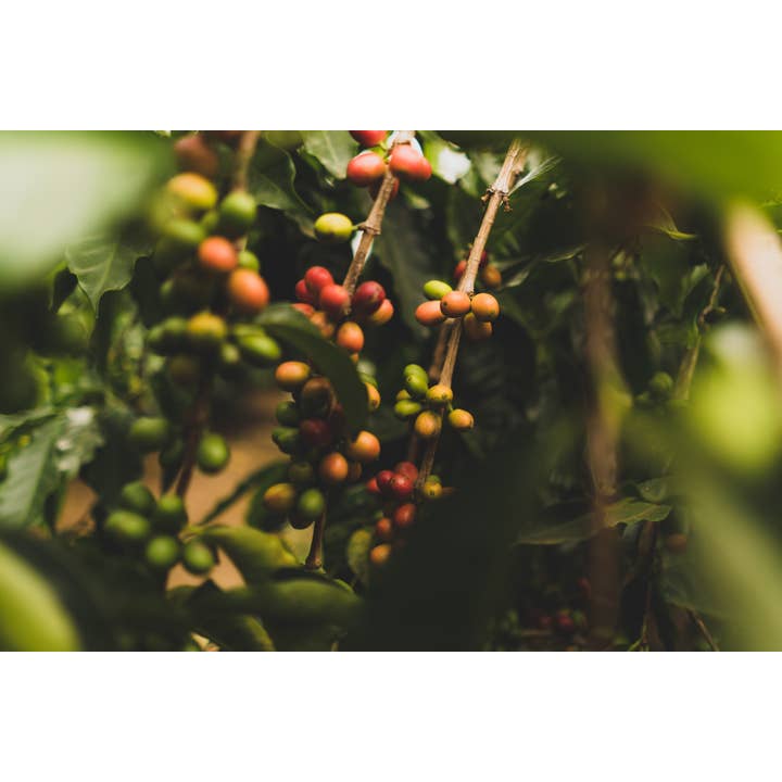 Vail Mountain Coffee & Tea Co. - Wholesale Coffee Beans - Decaf. Colombian Supremo S.W.