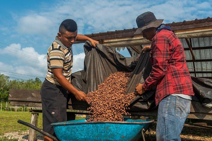 Dick Taylor Craft Chocolate – Großhandel Schokoriegel – 72% Belize, Toledo Zartbitterschokolade6