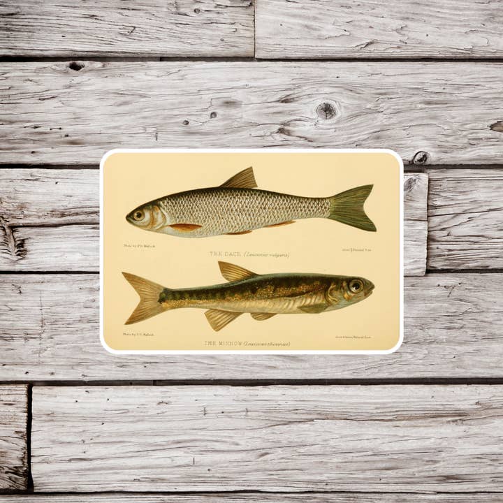 NatureCuts - Wholesale Sticker - Minnow Sticker, Dace Sticker, Fish Sticker, Fishing Sticker