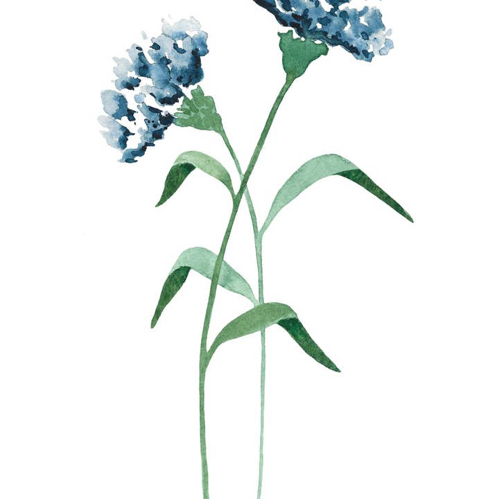 LoeLoe Creations - Venta al por mayor Tarjetas de felicitación - Clavel azul