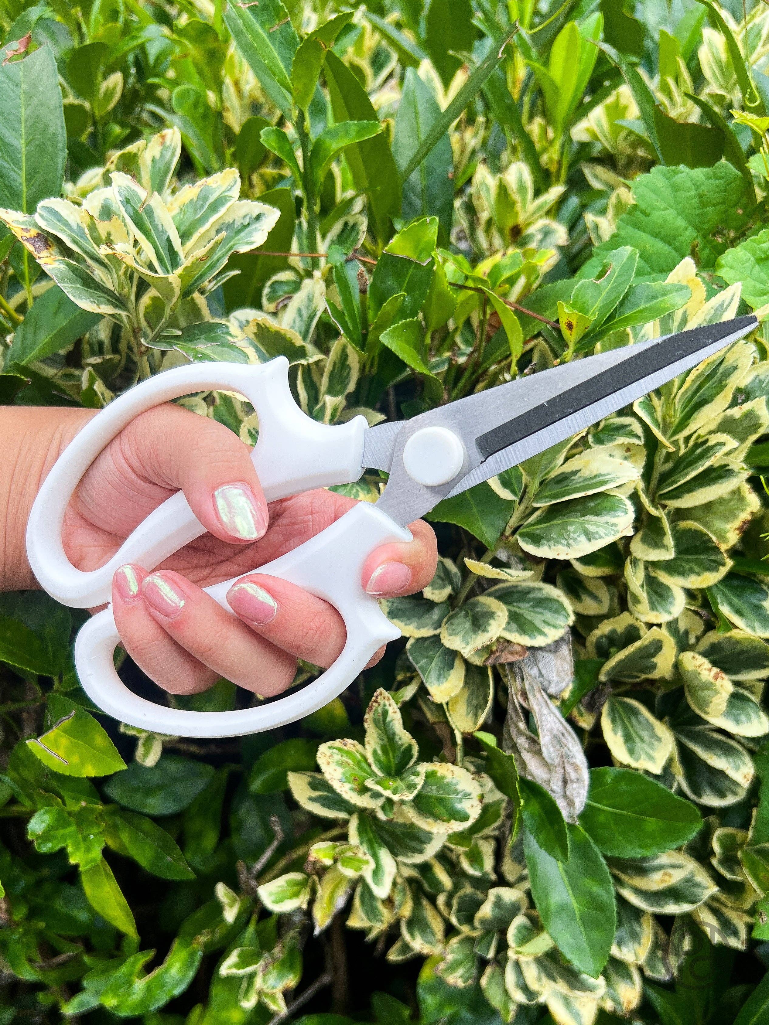 Propagation Diaries - Vente Outil de jardinage - Sécateurs12