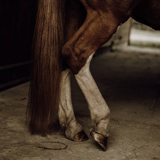 Nellumbo - Venta al por mayor Artículo de aseo para mascotas - Perros - Acondicionador natural desenredante para caballos - 500 ML