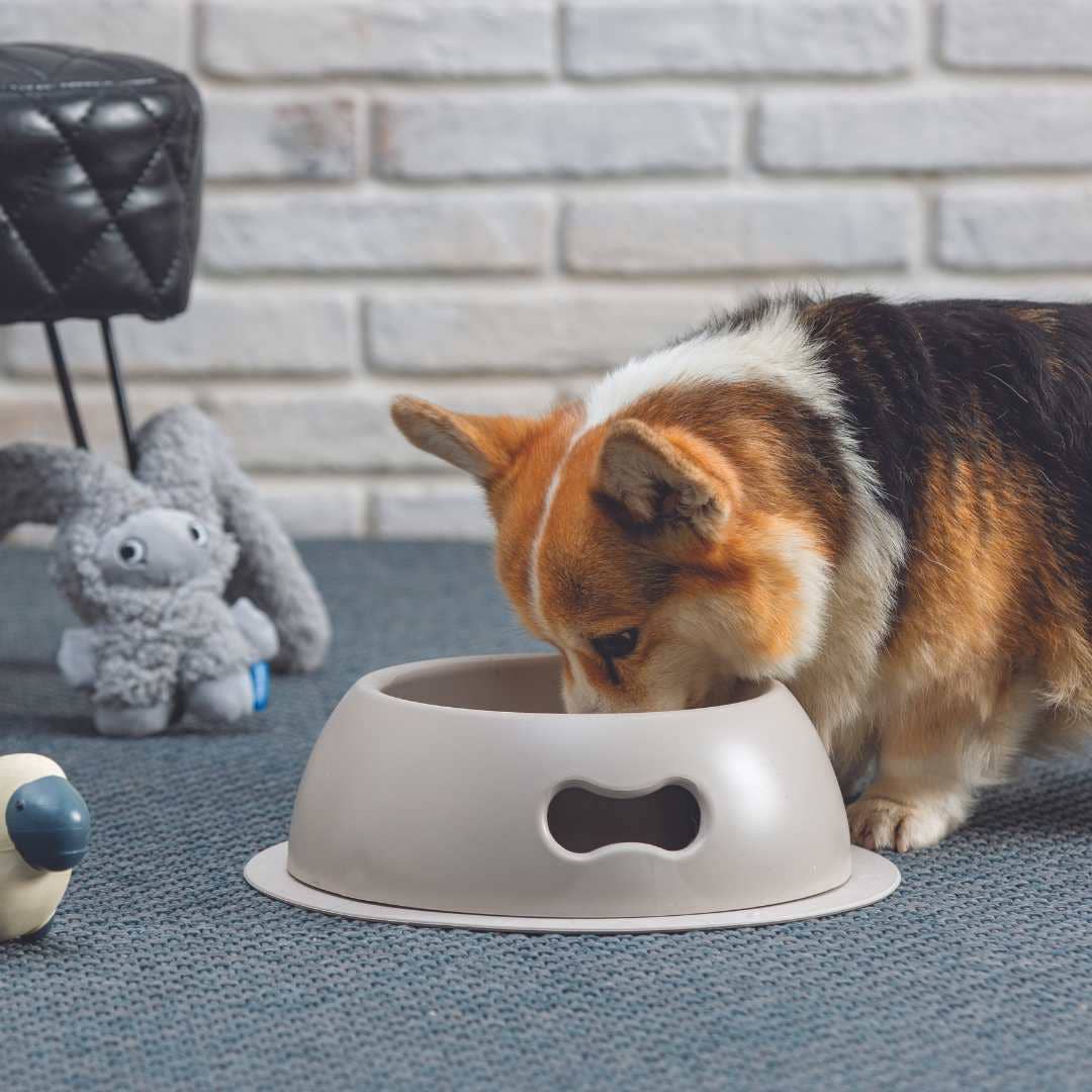 United Pets - Venta al por mayor Comedero - Gatos y perros - Cuenco ecológico indestructible para gatos y perros - Talla L2